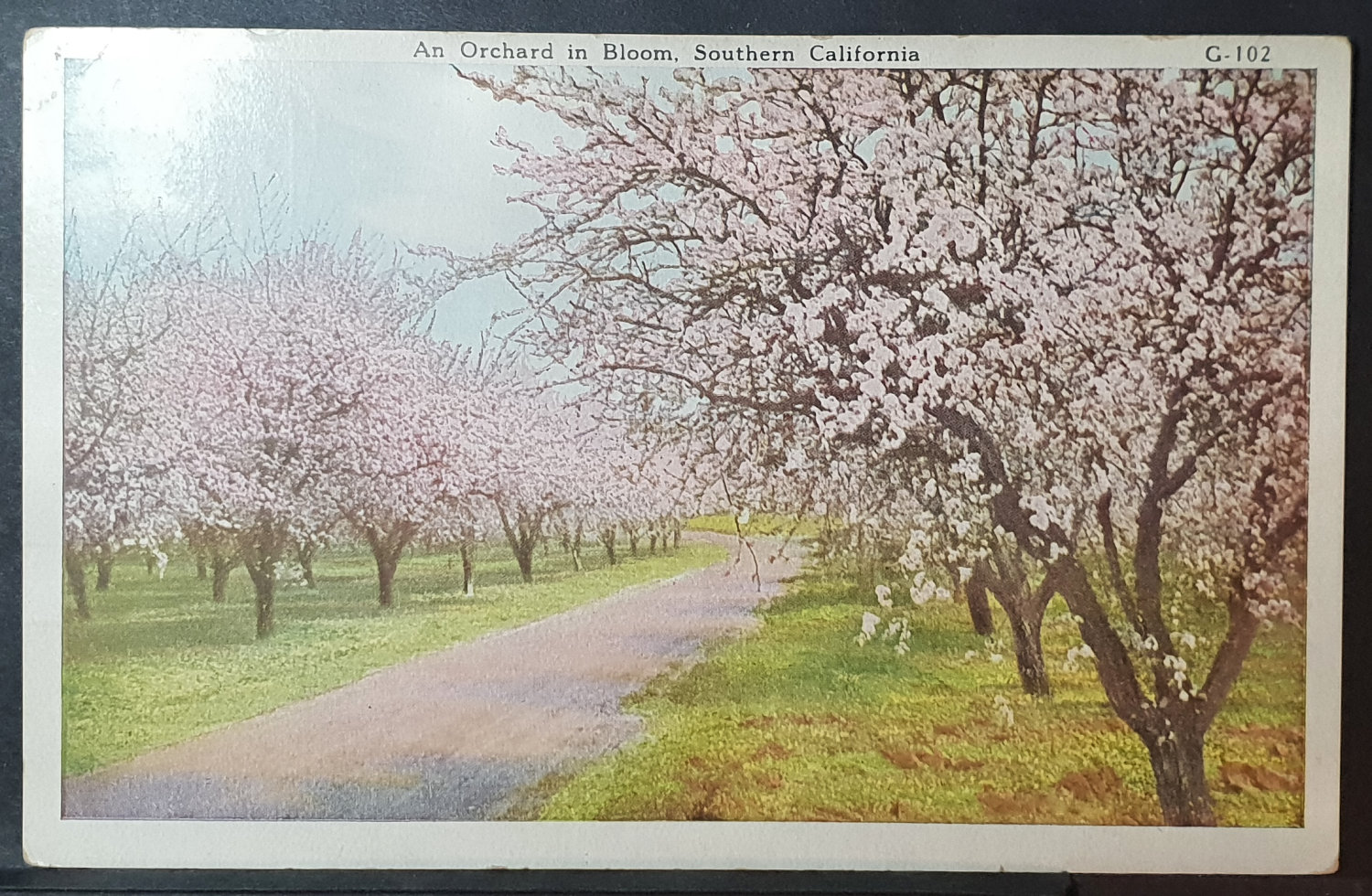 (image for) postcard USA - CA - California #0045